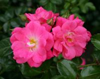 Bodembedekkende roos - thumbnail