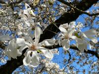 Beverboom - thumbnail