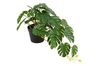Decostar Monstera hangplant 28 cm groen - thumbnail
