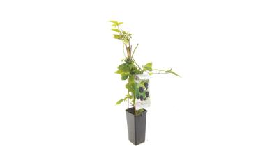 Rubus fruticosus Triple Crown Doornloze braam fruitplant Fruithof - Fruithof