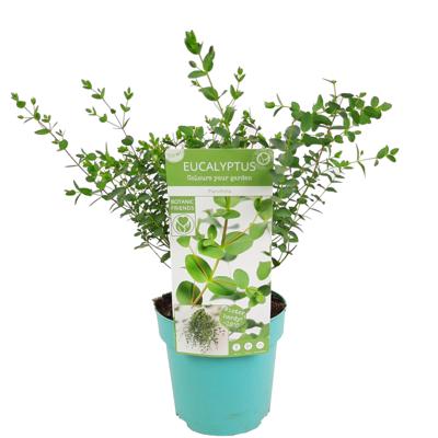 Eucalyptus parvifolia - Gomboom - P17