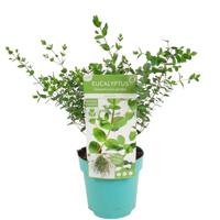 Eucalyptus parvifolia - Gomboom - P17 - thumbnail