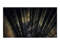 Dark Souls Trilogy - thumbnail