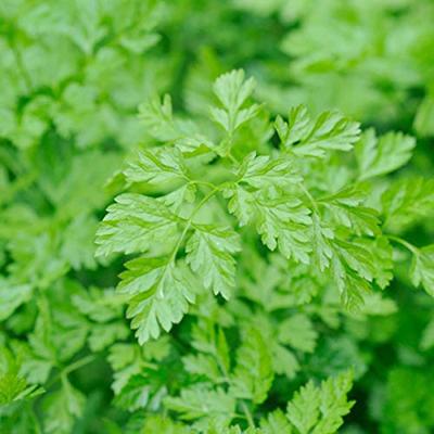 Kervel Massa gladbladig BIO