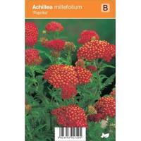 Duizendblad (achillea millefolium "Paprika") zomerbloeier - 12 stuks - thumbnail