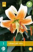 Lilium Lady Alice geel 1 bloembol Lelie JUB - Jub - thumbnail