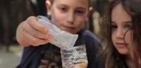 Kids Globe koeien, 12st 1:32 - thumbnail