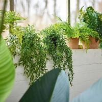 Kunstplant Buxus hangend in pot - 50cm - thumbnail