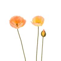 Klaprozen Kunsttak 76cm Zalm - thumbnail