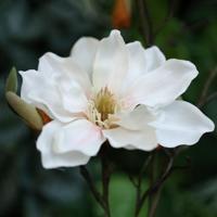 Magnolia Kunsttak 84cm Creme - thumbnail