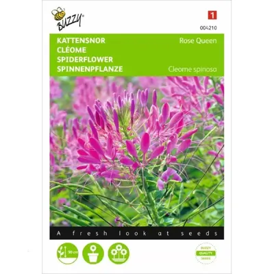 Cleome, Kattensnor Rose Queen