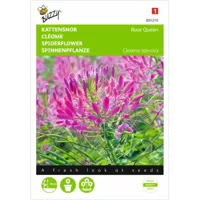 Cleome, Kattensnor Rose Queen - thumbnail