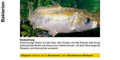 Sera Pond Cyprinopur 250ml - Effectieve Waterbehandeling tegen Bacteriën & Parasieten voor Vijvers