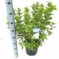 Hydrangea Paniculata "Limelight"® pluimhortensia - 25-30 cm - 1 stuks - thumbnail