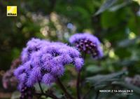 Nikon NIKKOR Z 14-30mm F/4.0 S - thumbnail