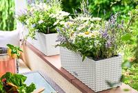 Jardiniere - Balconera cottage 50 - Complete set - Wit - 8 L - LECHUZA - thumbnail