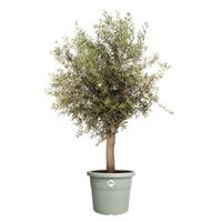 Elho bloempot Algarve Cilindro 48cm tijmgroen - thumbnail