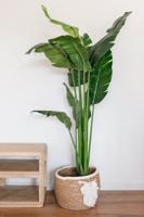 Decoratieve Mand Home ESPRIT Crème Natuurlijk Boho 33 x 33 x 27 cm (3 Onderdelen) - thumbnail