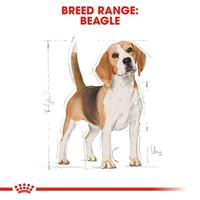 Royal Canin Adult Beagle hondenvoer 12 kg - thumbnail
