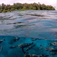 PolarPro Fifty-Fifty Dome voor GoPro Hero 9 Black - thumbnail