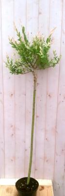 Flamingo Salix 180 cm Bonte wilg Warentuin Natuurlijk - Warentuin natuurlijk