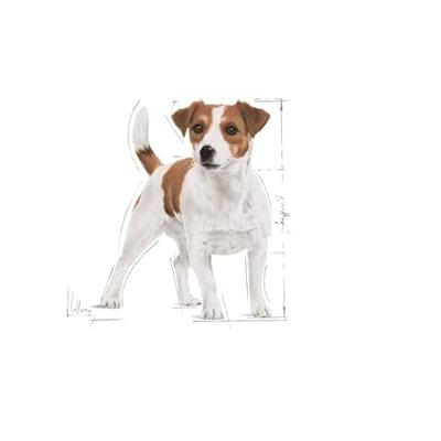 ROYAL CANIN MINI ADULT 2 KG - thumbnail