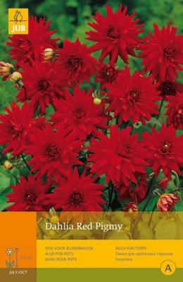 Dahlia Red pigmy