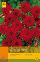 Dahlia Red pigmy - thumbnail