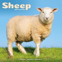 Sheep Calendar 2026 Square Farm Animal Wall Calendar - 16 Month - thumbnail
