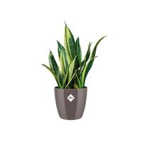 Elho brussels diamond bloempot rond 20 cm pearl - thumbnail