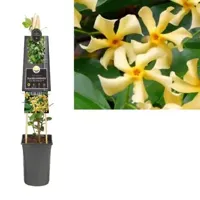 Toscaanse Jasmijn Trachelospermum Jasminoides Star of Toscane PBR 75 cm klimplant - thumbnail