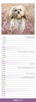 Shih Tzu Kalender 2026 Slimline - thumbnail