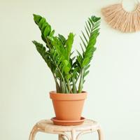 Zamioculcas Zamiifolia - P17 - thumbnail