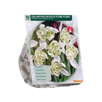 Sneeuwklokjes - thumbnail