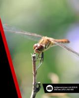 Canon RF-S 55-210mm F/5-7.1 IS STM - thumbnail