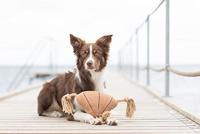 Hondenspeelgoed Trixie Polyester Katoen 38 cm - thumbnail