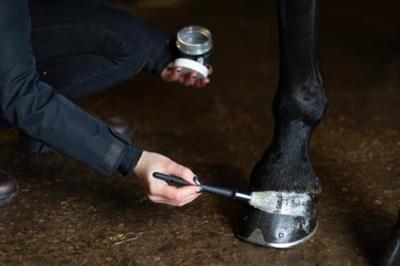 Excellent Horse Hi Gloss Glitter Hoof Polish Silver 150 ml
