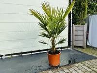 Palmboom - Trachycarpus Fortunei - thumbnail