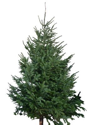 Kerstboom Warentuin XXL Nordman A - kwaliteit Abies Nordmanniana 250 - 300 cm gezaagd Warentuin Natuurlijk - Warentuin natuurlijk