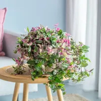 Tradescantia Quadricolor - Vaderplant - P17 - thumbnail