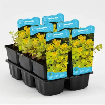 Goud penningkruid (Lysimachia nummularia “aurea”) moerasplant (6-stuks) Goud penningkruid (Lysimachia nummularia “aurea”) moerasplant (6-stuks)