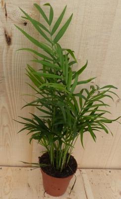 Dwergpalm klein kamerplant Warentuin Natuurlijk - Warentuin natuurlijk