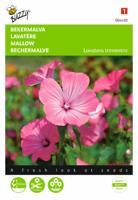 Zaden Lavatera Bekermalva Roze / Rood Buzzy - Buzzy - thumbnail
