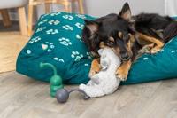 Knuffel voor honden Trixie Emir Polyester Pluche Otter 30 cm - thumbnail