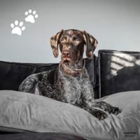 Madison friends hondenkussen lounge velvet grijs 80x55 cm - thumbnail