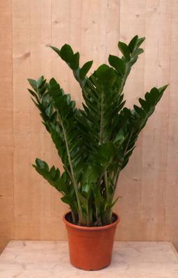 Emerald palm Zamioculcas potmaat 22 cm H60-80 cm kamerplant Warentuin Natuurlijk - Warentuin natuurlijk