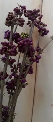 Kerstgroen takken met paarse bessen Warentuin Natuurlijk - Warentuin natuurlijk