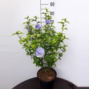 Hibiscus syriacus Blue Chiffon - 60 - 80cm - 5 stuks