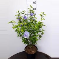 Hibiscus syriacus Blue Chiffon - 60 - 80cm - 5 stuks - thumbnail