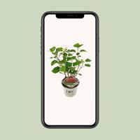 Hydrangea Arborescens "Pink Annabelle"® sneeuwbalhortensia - thumbnail